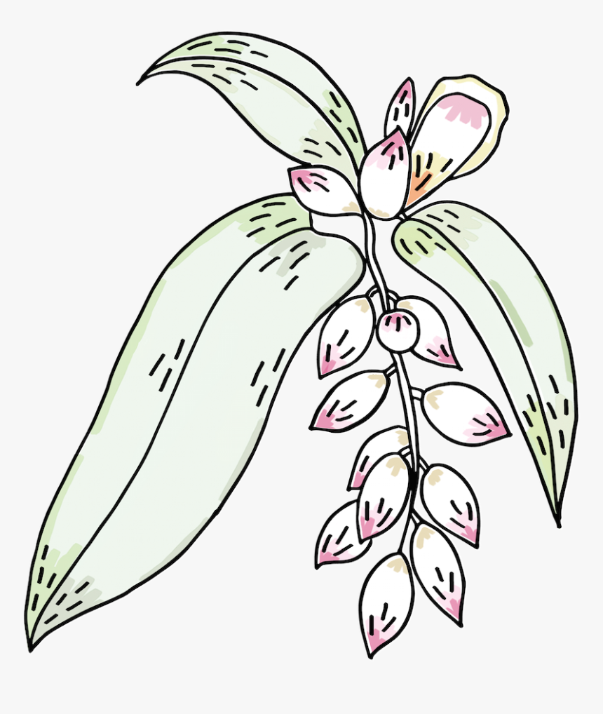 Logo Fv Clr Copy - Illustration, HD Png Download