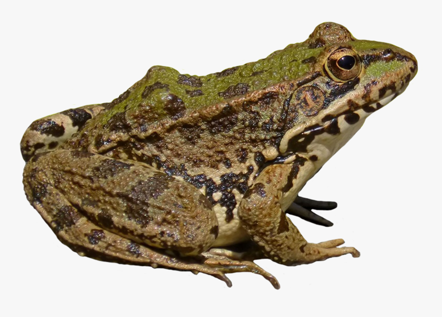 Froch Clipart - Frog Png, Transparent Png