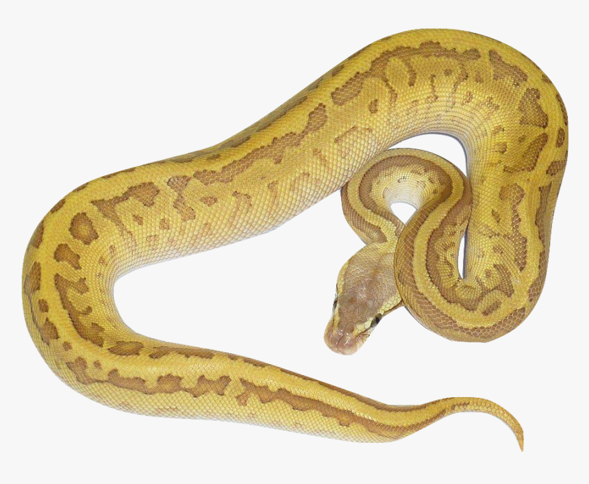 Serpent, HD Png Download