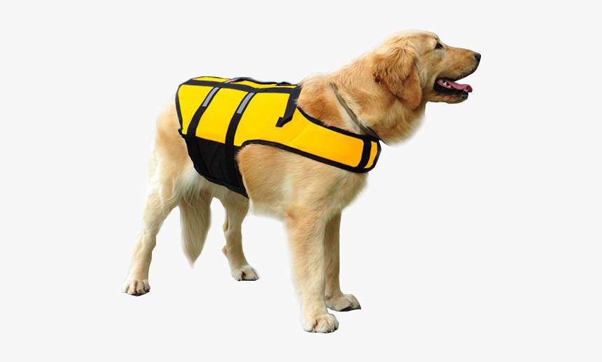 Dog Swimming Life Jacket, HD Png Download