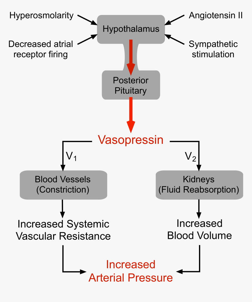 Vasopressin Receptors, HD Png Download
