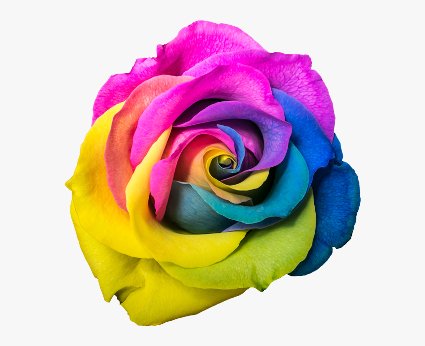 Rainbow Rose Png, Transparent Png
