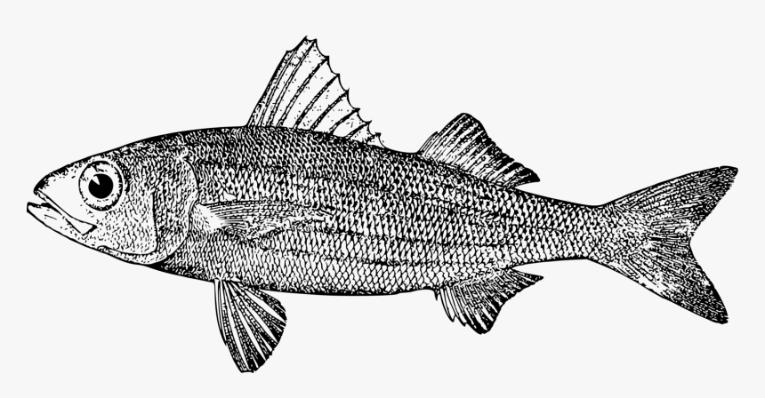 Line Art,sardine,perch - Mullet, HD Png Download