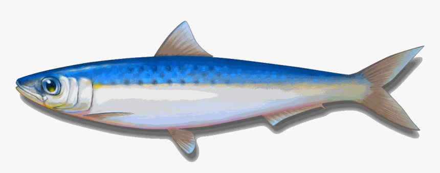 Rawsardine - Sardine Clipart Png, Transparent Png