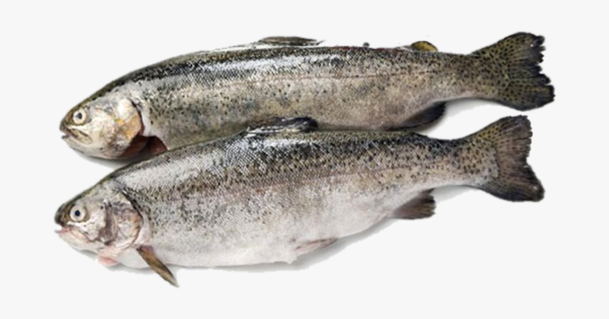Fish Products Rainbow Trout Sardine - Trout, HD Png Download