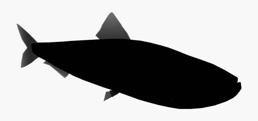 Sardine Png Transparent Images - Shark, Png Download