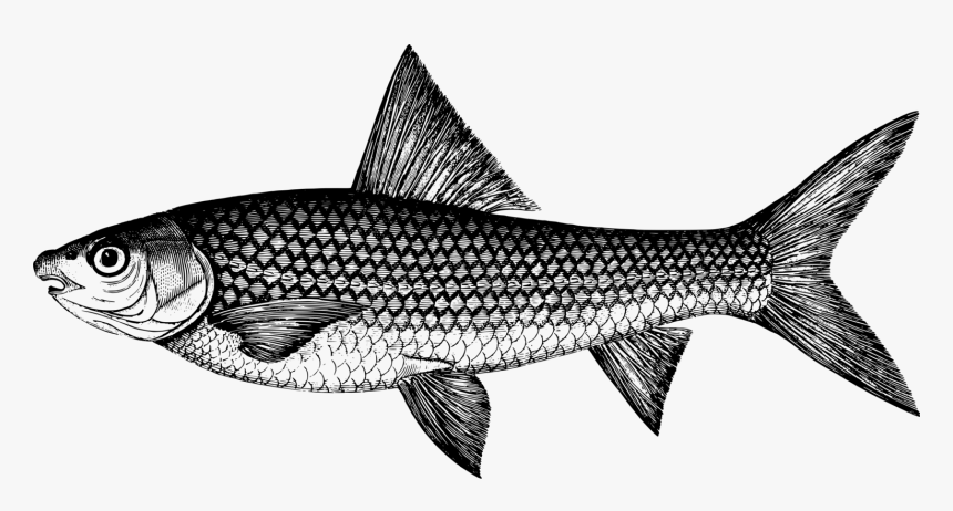 Marine Biology,shark,sardine - Coregonus Lavaretus, HD Png Download