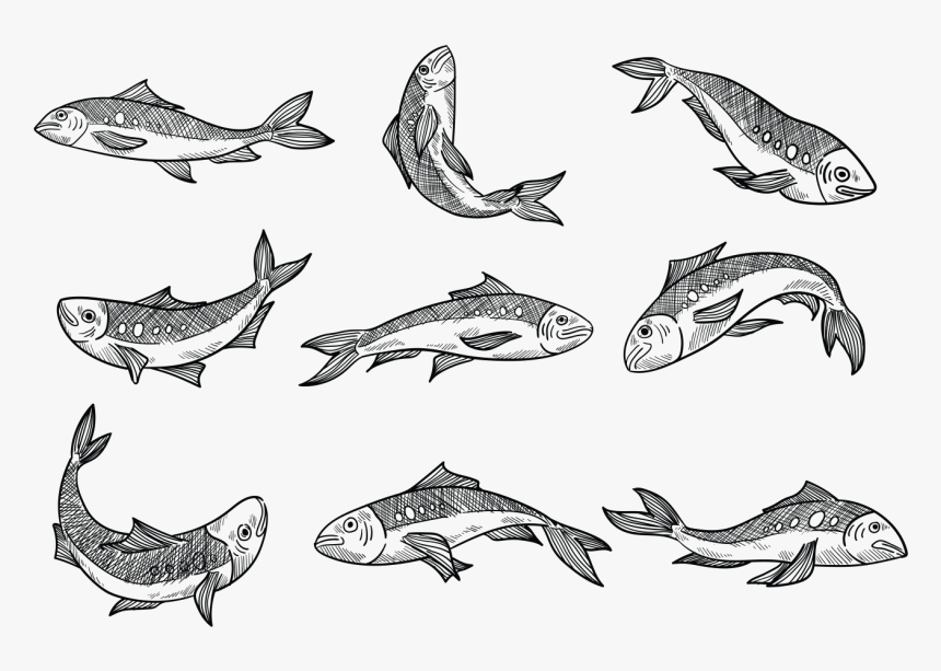Free Hand Drawn Sardine Vectors - Sardine Drawing, HD Png Download