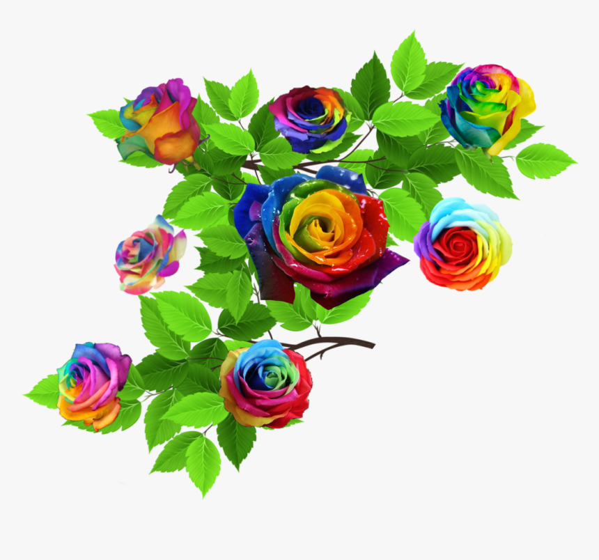 #rose #roses #nature #leaves #rainbow #rainbowflowers - Garden Roses, HD Png Download