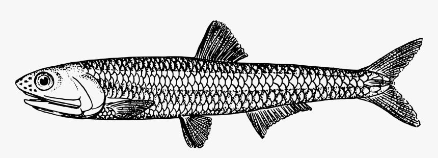 Shark,sardine,monochrome Photography - Anchovy Clipart, HD Png Download
