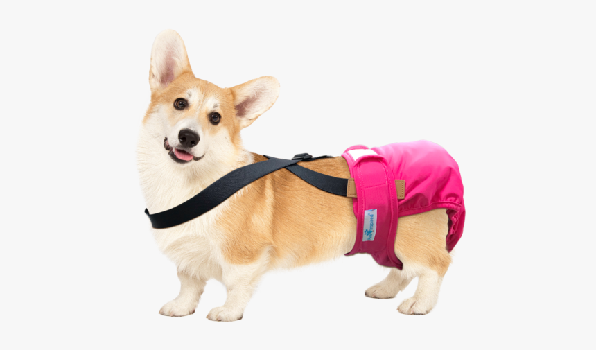 Pembroke Welsh Corgi, HD Png Download