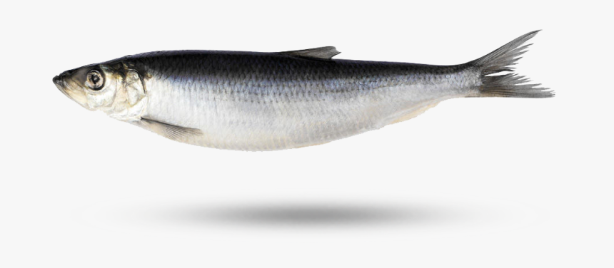 Herring, HD Png Download