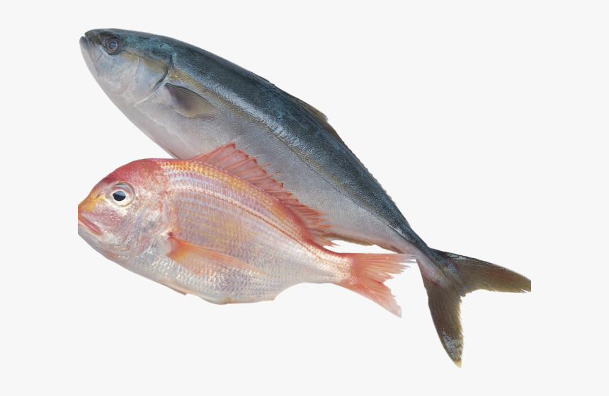 Sardine Clipart Fich - Sea Fish Png, Transparent Png