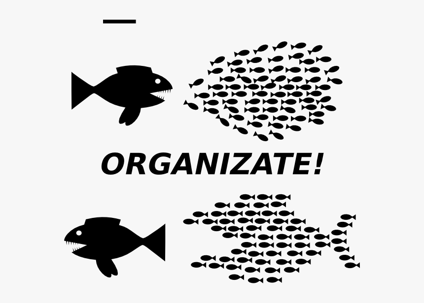 Organizing Fish, HD Png Download