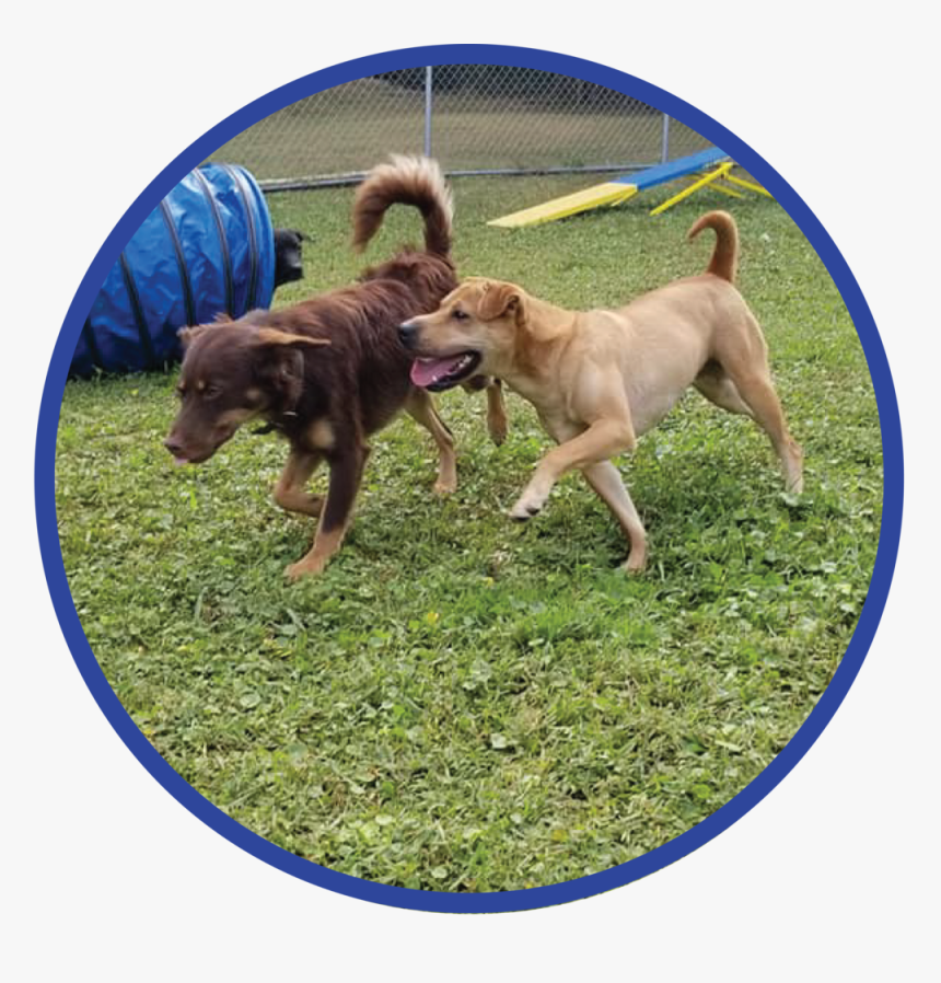 Website Tricks Graphic - Companion Dog, HD Png Download