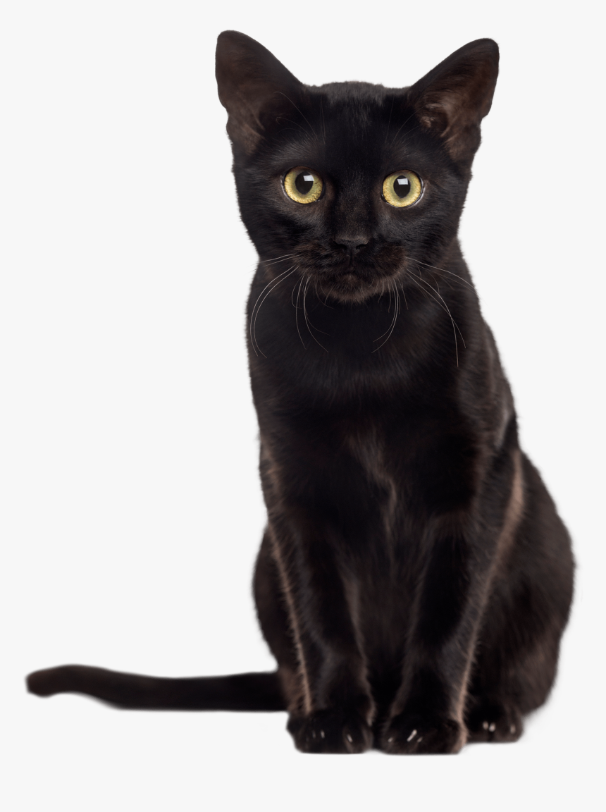 Black Kitten Png - Black Kitten Images Transparent, Png Download