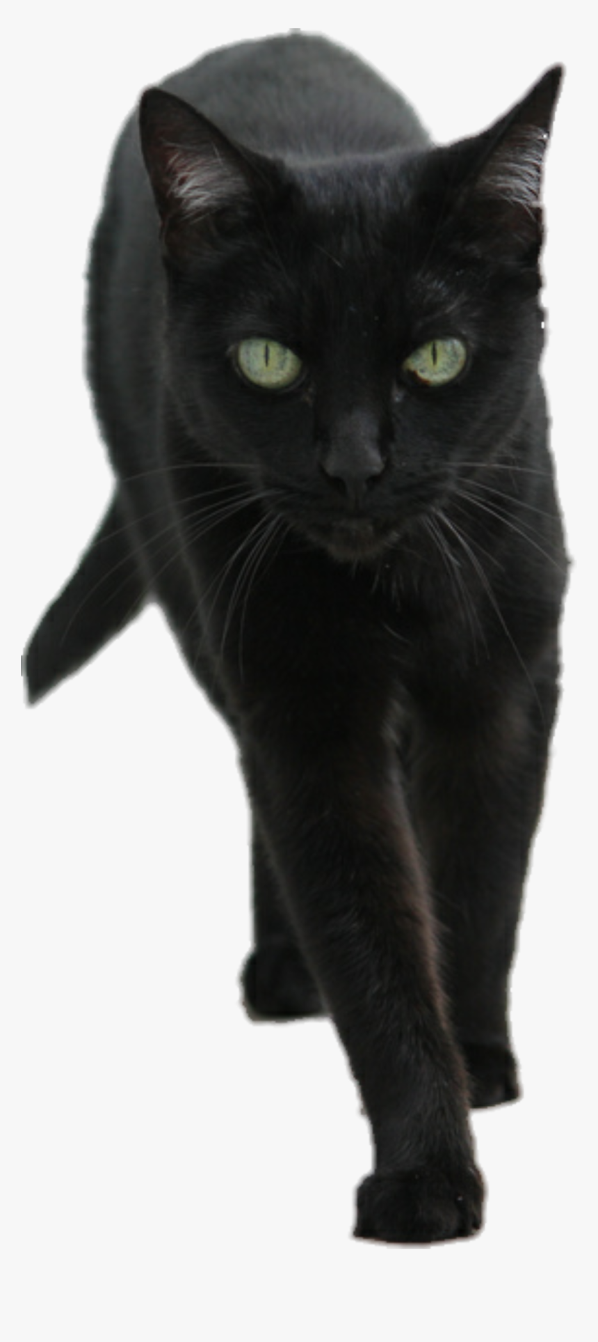 Black Kitten Png, Transparent Png