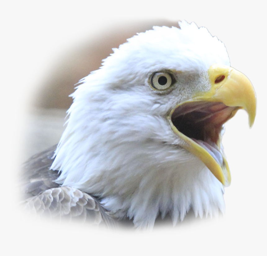Transparent Eagle Face Png - Parrot, Png Download
