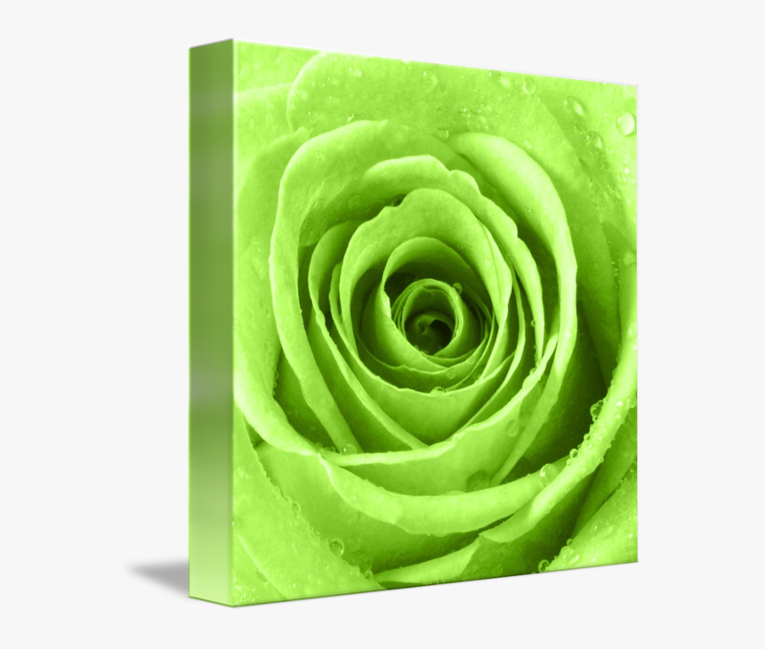 Transparent Water Droplets Png - Lime Green Rose, Png Download