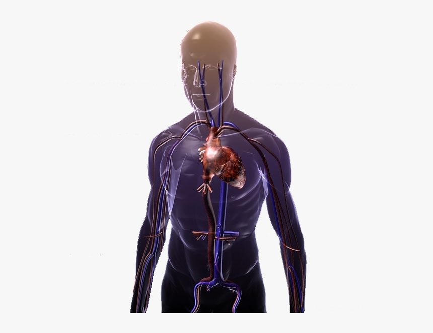 Male, HD Png Download