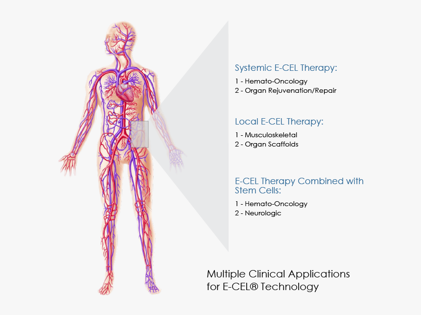 Multiple Clinical Applications For E-cel® Technology - Human Circulatory System, HD Png Download