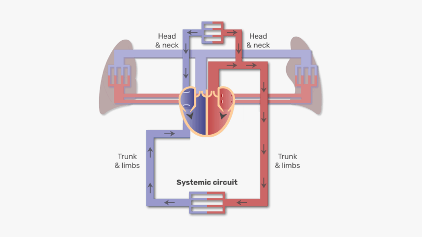 Systemic Circuit Animation Slide - Major Blood Vessels Diagram, HD Png Download