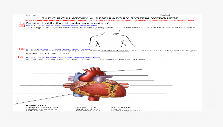 Observe The Heart Pumping Blood Which Additional Organ, HD Png Download