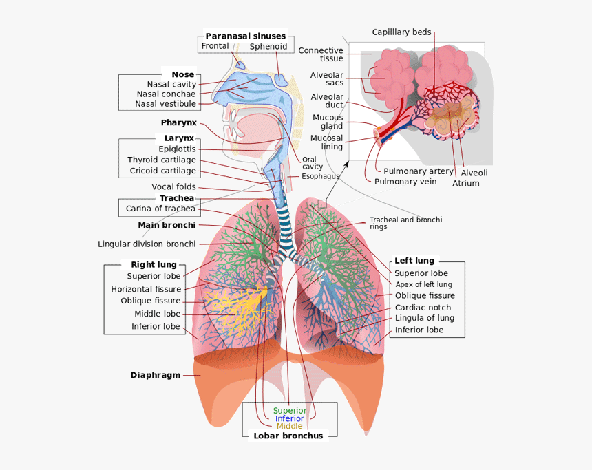 Image - Does Respiratory System Work, HD Png Download