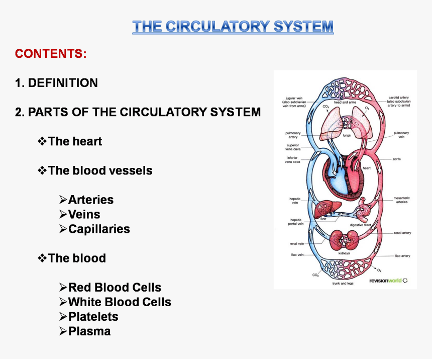 Transparent Circulatory System Png - Circulatory System In Man, Png Download