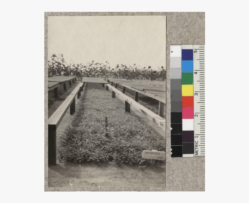 1-0 Redwood Seed Beds - Boardwalk, HD Png Download