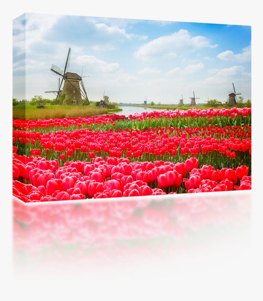 Tulip And Windmill, HD Png Download