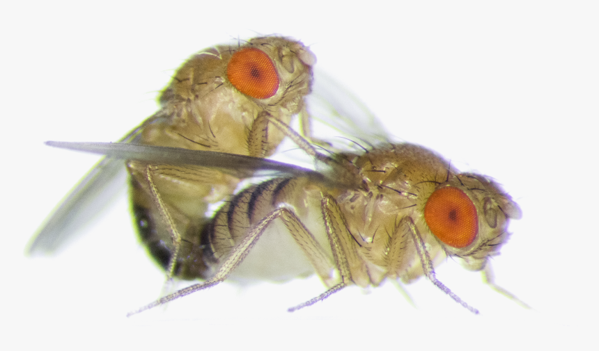 The Oxford University Study Analyses How Sperm Drives, HD Png Download