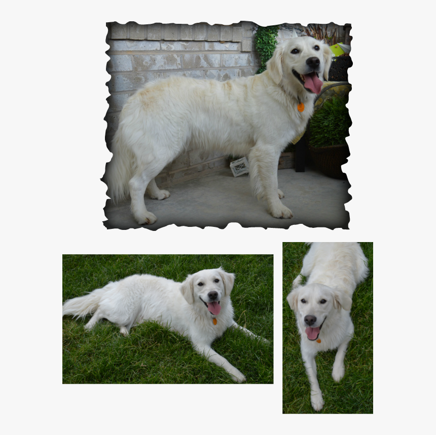 Picture - Akbash, HD Png Download