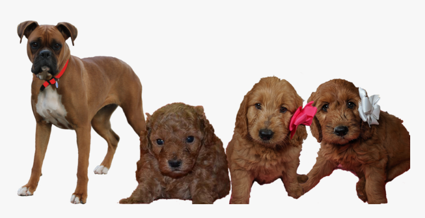 Standard Poodle, HD Png Download
