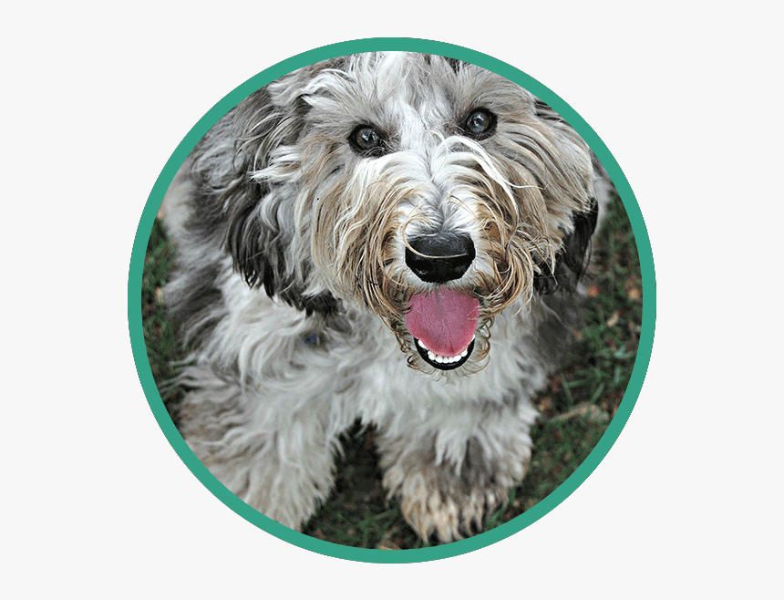 Labradoodle, HD Png Download