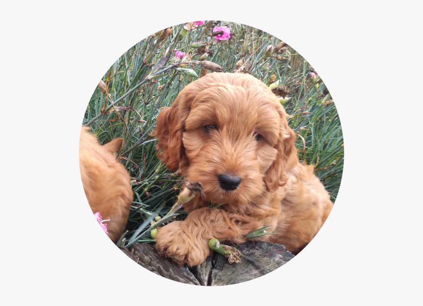 The Cockapoo Is One Of The First “designer Dogs” Dating - Labradoodle ...