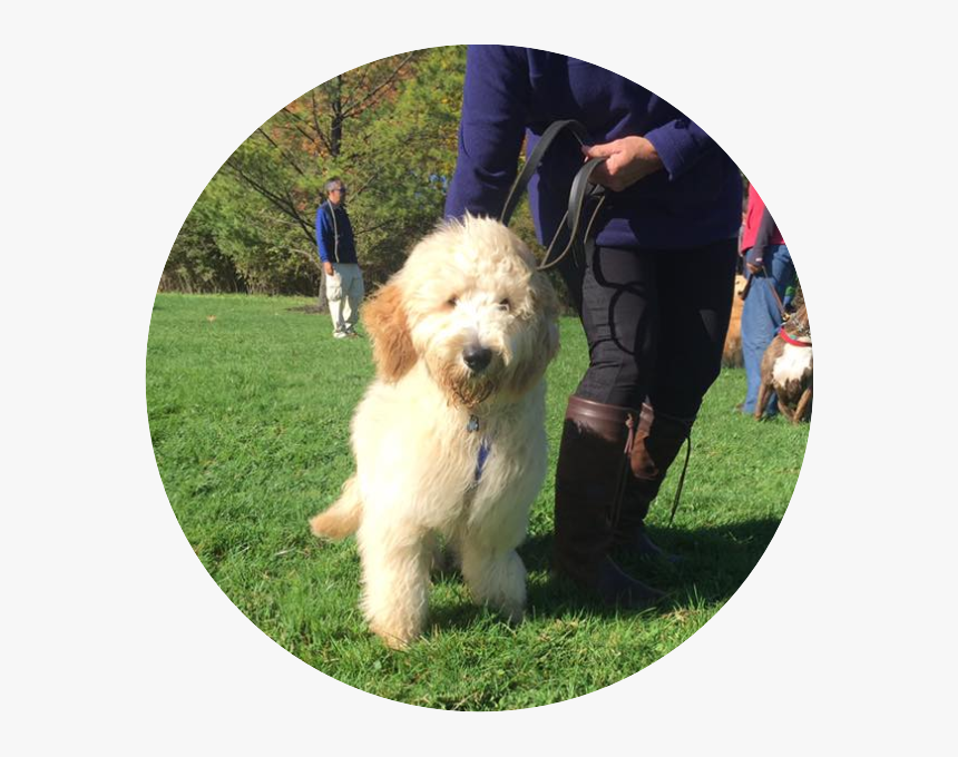 Doggie Inn Testimonial - Labradoodle, HD Png Download