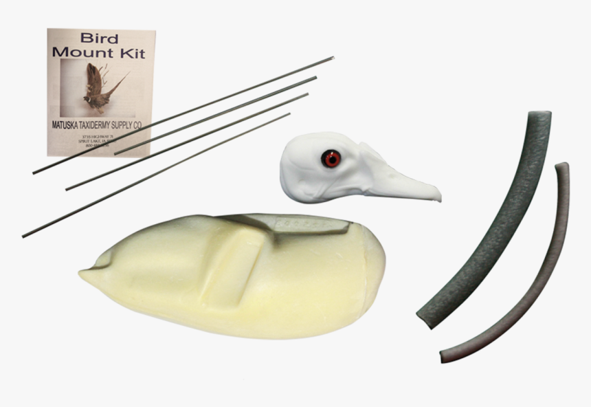 Taxidermy A Wood Duck, HD Png Download