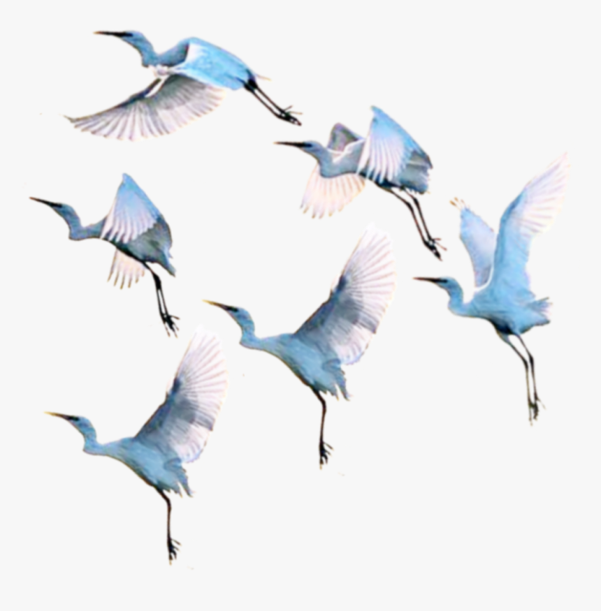 #gooses #warm #swan #ducks #duck #birds #bird #goose - Flock, HD Png Download