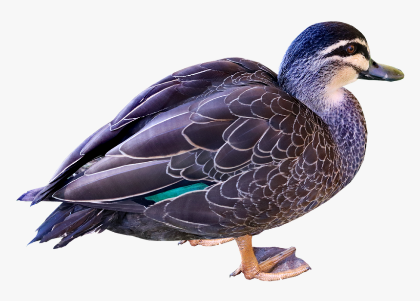 Duck, Bird, Poultry, Plumage, Cut Out, Isolated - Mallard, HD Png Download