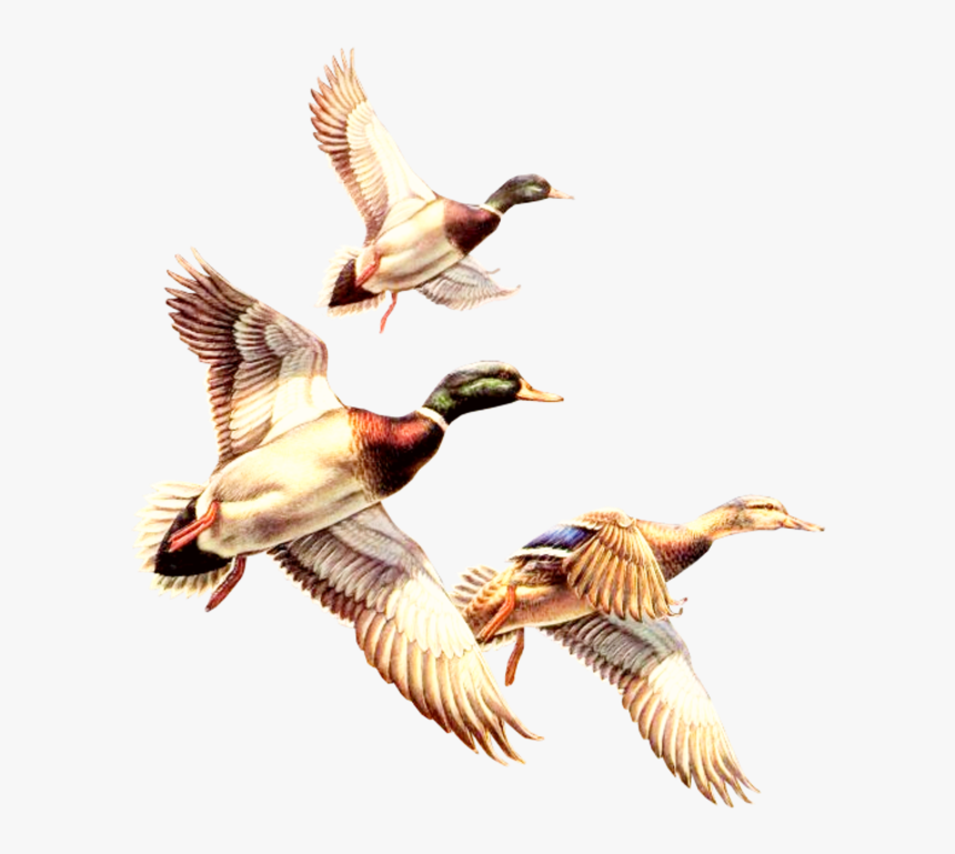 #duck #ducks #gooses #geese #bird #birds #goosebombs - Free Clipart Ducks, HD Png Download