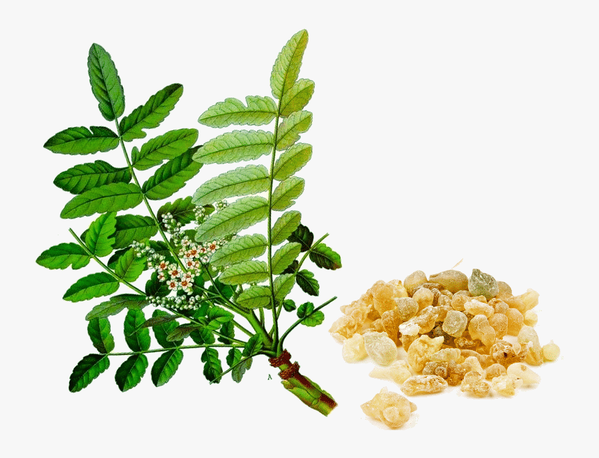 Boswellia Serrata, HD Png Download