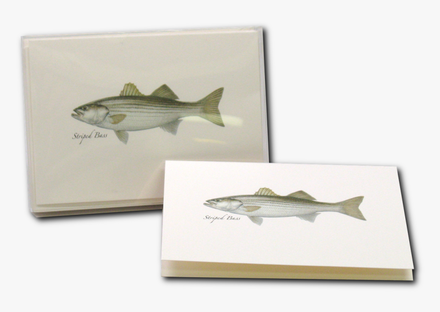Striped Bass, HD Png Download