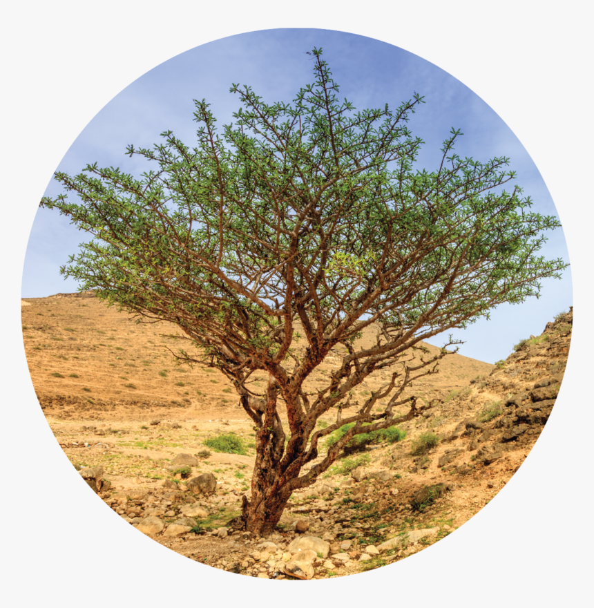 Transparent Frankincense Png - Frankincense Plant Essential Oil, Png Download
