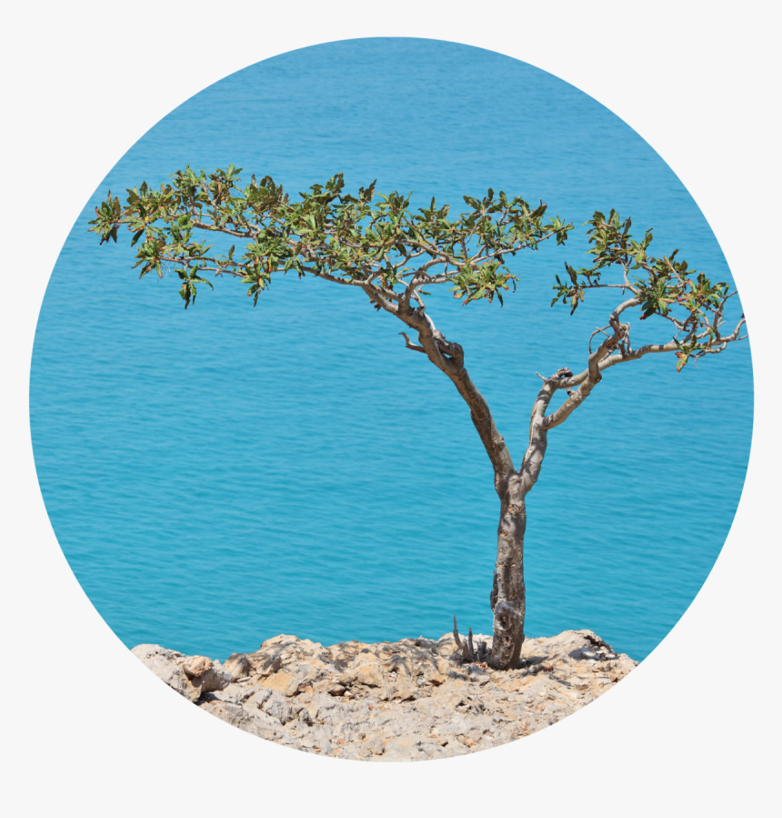 Boswellia Tree, HD Png Download