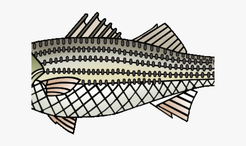 Striped Bass Cliparts - Illustration, HD Png Download