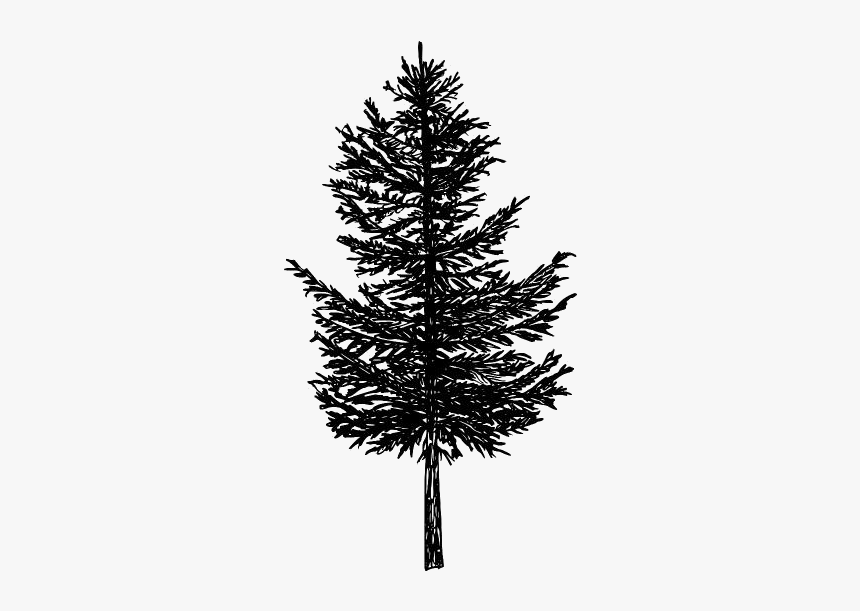Pine Tree Png Transparent Images - Pine Tree Silhouette Transparent Background, Png Download