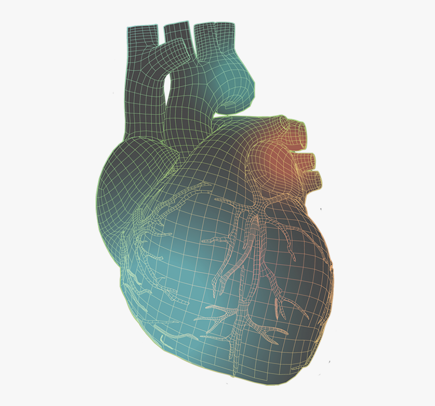 Human Heart With Colorful Wireframe Illustration - Pottery, HD Png Download