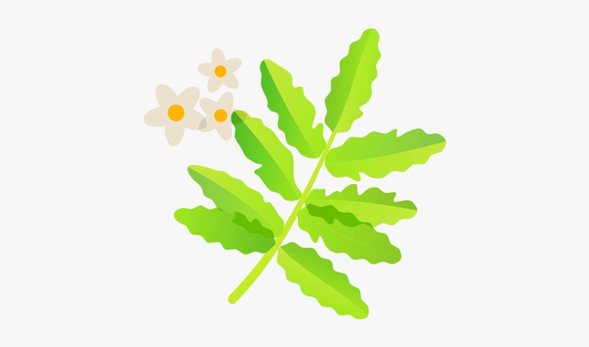 Frankincense - Illustration, HD Png Download