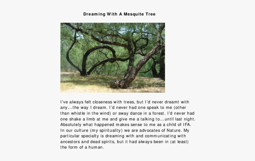 Mesquite Tree Png, Transparent Png